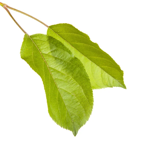 Een apple blad geïsoleerd op witte achtergrond — Stockfoto