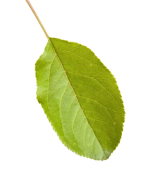 Une feuille de pomme isolée sur fond blanc — Photo