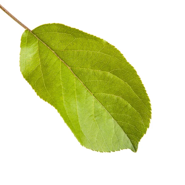 흰색 배경에 고립 한 애플 잎 — 스톡 사진
