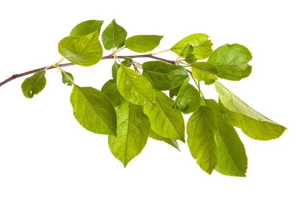 Ramo de macieira com folhas verdes. isolado em backgroun branco — Fotografia de Stock