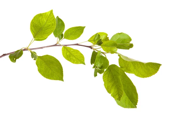 Apfelbaumzweig mit grünen Blättern. isoliert auf weißem Hintergrund — Stockfoto