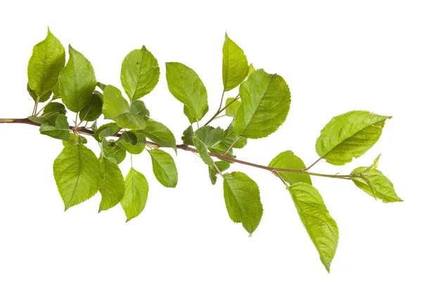 Ramo de macieira com folhas verdes. isolado em backgroun branco — Fotografia de Stock