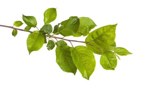 Branche de pommier aux feuilles vertes. isolé sur fond blanc — Photo