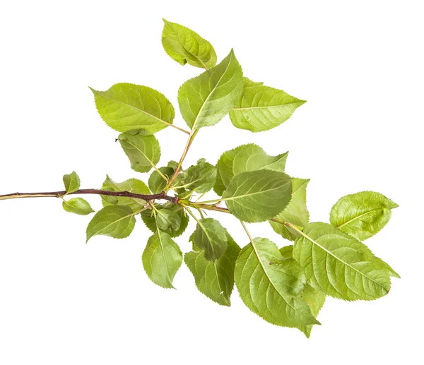 yeşil yaprakları ile elma ağacı dalı. Beyaz adam izole