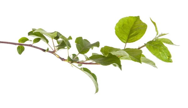 Ramo de macieira com folhas verdes. isolado em backgroun branco — Fotografia de Stock