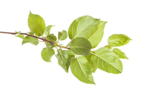 Ramo di melo con foglie verdi. isolato su sfondo bianco — Foto Stock