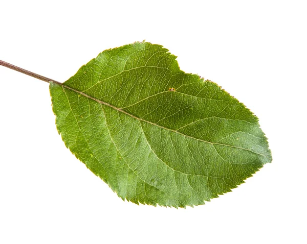 Une feuille de pomme isolée sur fond blanc — Photo