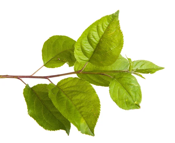 yeşil yaprakları ile elma ağacı dalı. Beyaz adam izole
