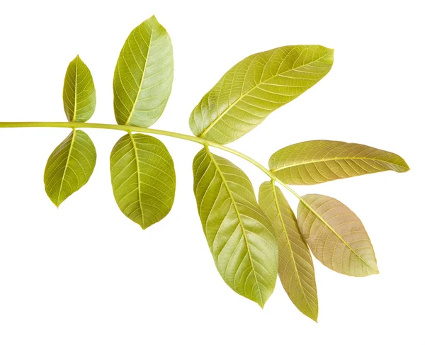 Ореховые листья на ветке. изолированные на белом фоне — стоковое фото