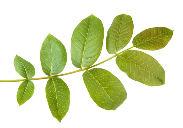 Ceviz bir dalda bırakır. Beyaz arka plan üzerinde izole