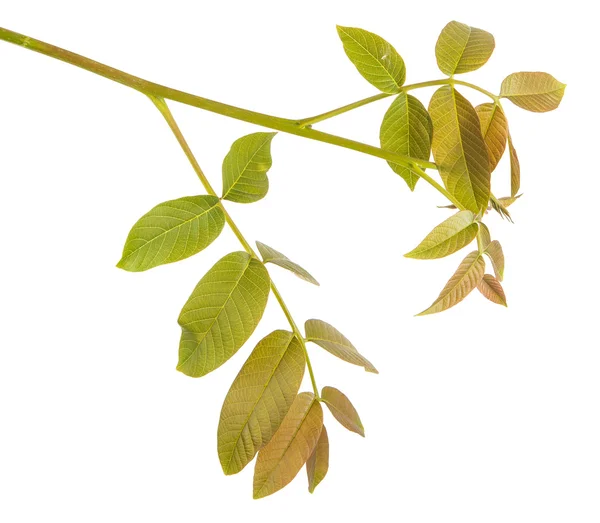 Folhas de noz em um ramo. isolado em fundo branco — Fotografia de Stock