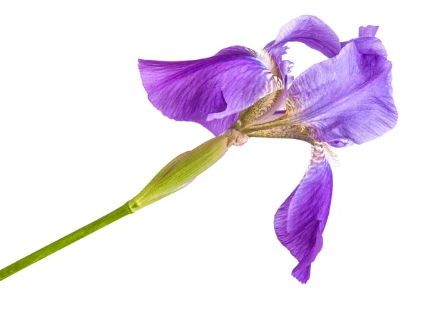 Lila Irisblüte. Isolation ist kein weißer Hintergrund — Stockfoto