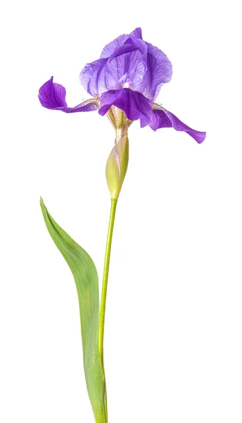紫色鸢尾花。隔离不是是一个白色的背景 — 图库照片