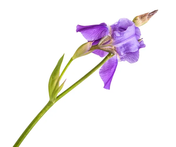 紫色鸢尾花。隔离不是是一个白色的背景 — 图库照片