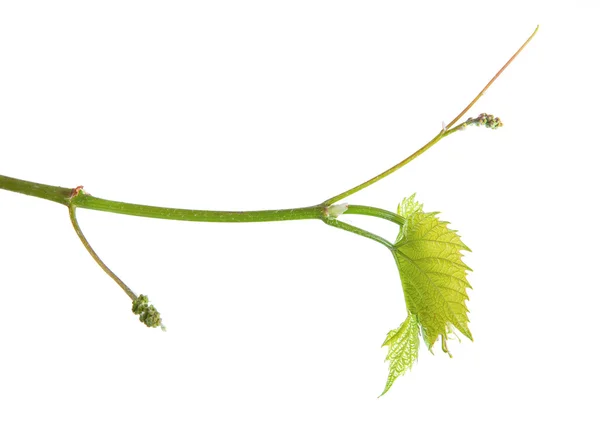 若いツルのブドウ。白い背景に分離 — ストック写真