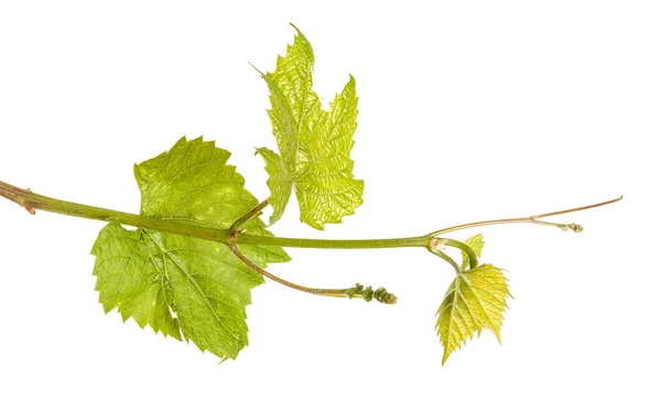 Uvas jóvenes de vid. aislado sobre fondo blanco —  Fotos de Stock