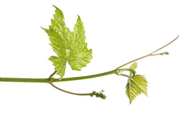 Young vine grapes. isolated on white background — Stock Photo, Image