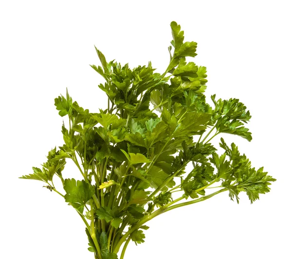 Folhas de salsa verde isoladas no fundo branco — Fotografia de Stock