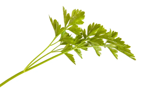 Folhas de salsa verde isoladas no fundo branco — Fotografia de Stock