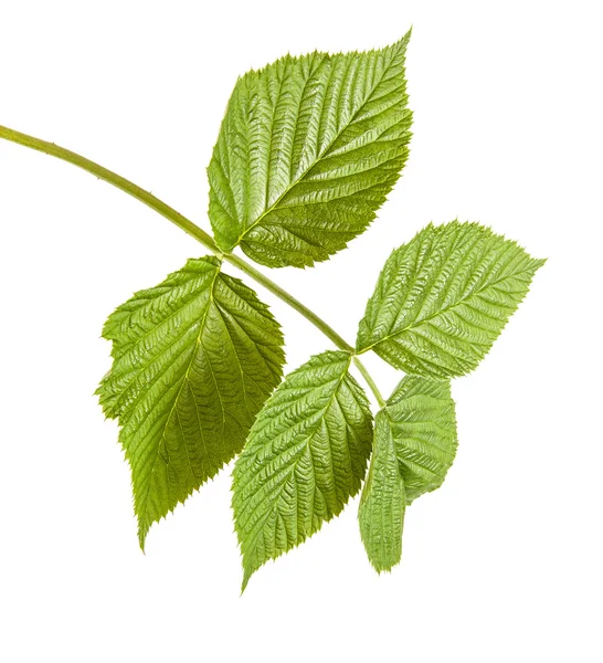 Πράσινα φύλλα βατόμουρου. απομονώνονται σε λευκό φόντο — Φωτογραφία Αρχείου