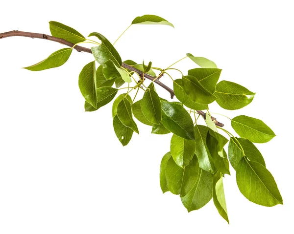 Armut ağacı dalı ile izole üzerinde beyaz arka plan bırakır