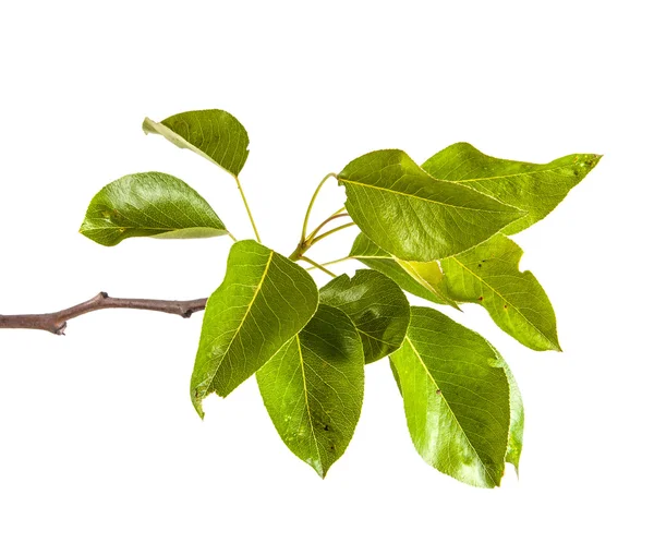 Branche de poirier avec des feuilles isolées sur fond blanc — Photo