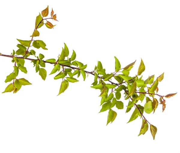 Beyaz arka plan üzerinde izole kayısı ağacı dalı