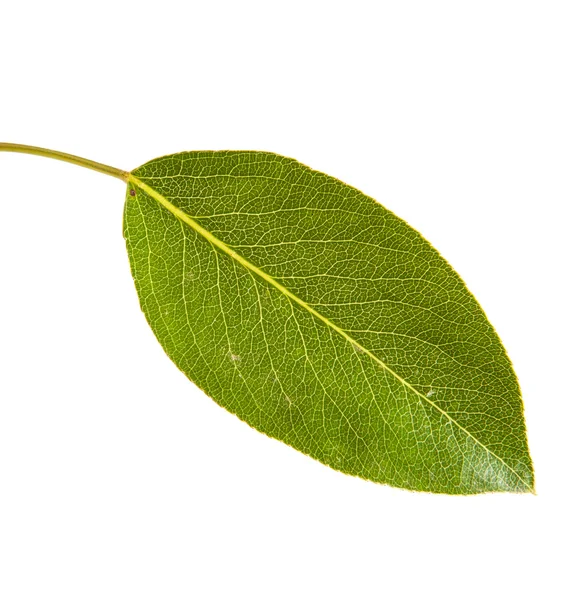 Feuille de poirier isolée sur fond blanc — Photo