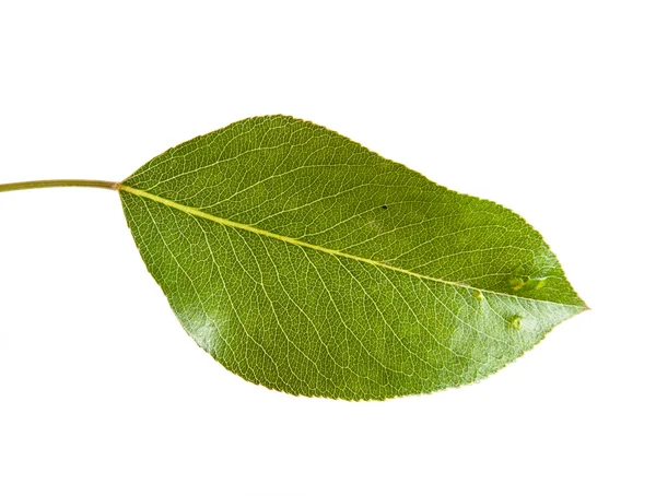 Armut Ağacı yaprak beyaz arka plan üzerinde izole