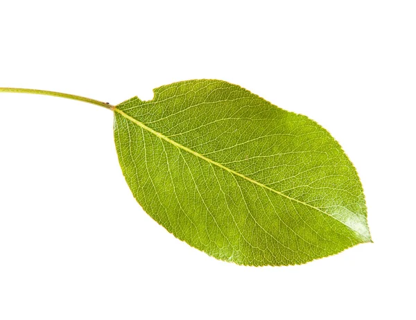 Pear tree leaf isolated on white background — Stock Photo, Image