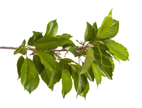 Beyaz arka plan üzerinde izole kiraz ağacı dalı