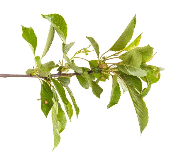 Beyaz arka plan üzerinde izole kiraz ağacı dalı