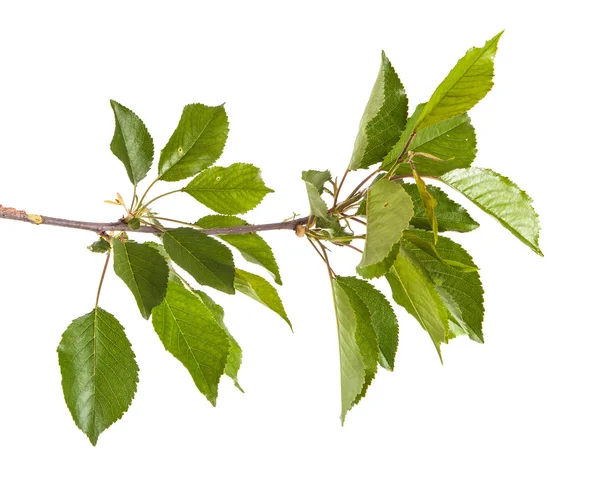 Beyaz arka plan üzerinde izole kiraz ağacı dalı