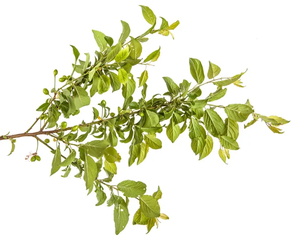 yeşil yaprakları ve meyveleri ile erik ağacı dalı. Whit üzerinde izole