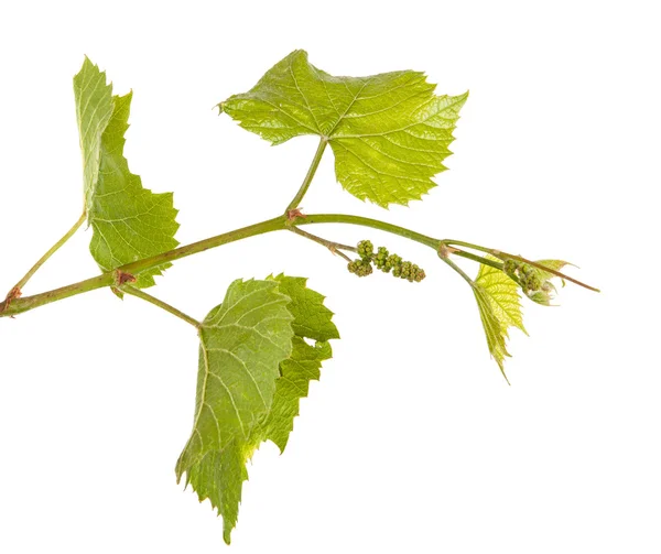 Uvas jóvenes de vid. aislado sobre fondo blanco —  Fotos de Stock