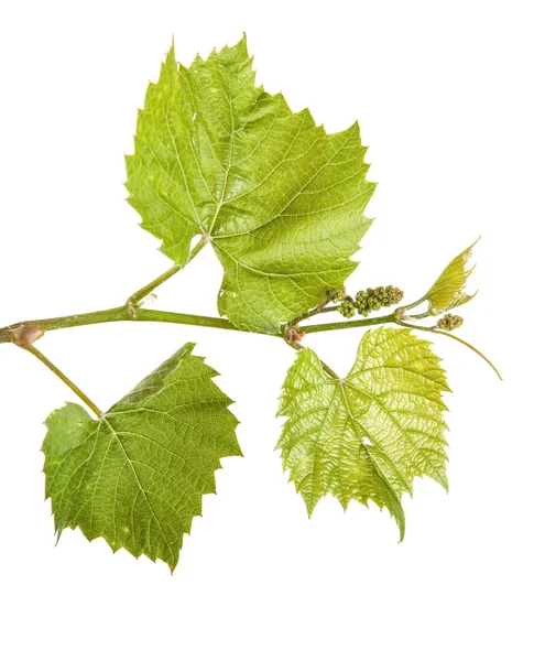 Uvas jóvenes de vid. aislado sobre fondo blanco — Foto de Stock