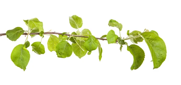 Apple-träd gren med blad. isolerad på vita bak — Stockfoto