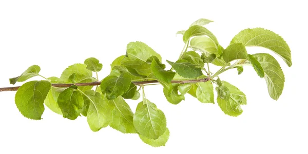 Μηλιά υποκατάστημα με πράσινα φύλλα. απομονώνονται σε λευκό αμουδερές — Φωτογραφία Αρχείου