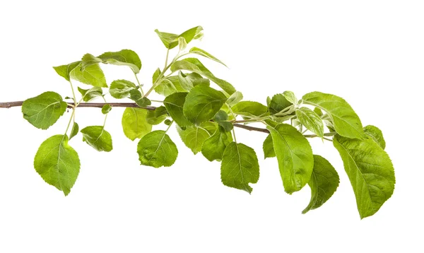 Ramo de macieira com folhas verdes. isolado em backgroun branco — Fotografia de Stock