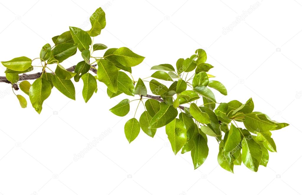 Pear Tree Branch With Leaves Isolated On White Background Stock Photo Image By C Toomler