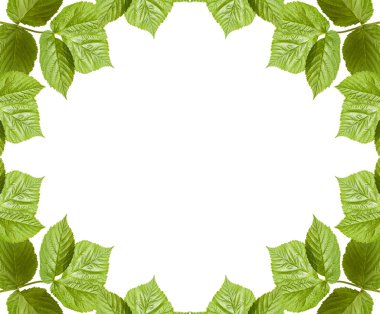 Ahududu yaprak çerçeve. Beyaz arka plan üzerinde izole