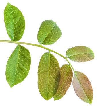 Ceviz bir dalda bırakır. Beyaz arka plan üzerinde izole