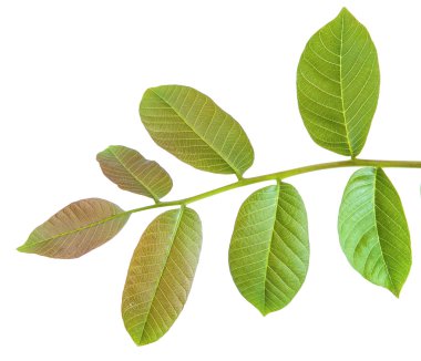 Ceviz bir dalda bırakır. Beyaz arka plan üzerinde izole