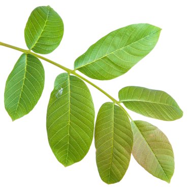 Ceviz bir dalda bırakır. Beyaz arka plan üzerinde izole