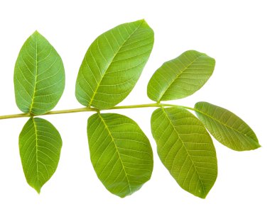 Ceviz bir dalda bırakır. Beyaz arka plan üzerinde izole