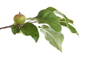 olgunlaşmamış yeşil elma ile elma ağacı dalı. izole üzerinde beyaz ba