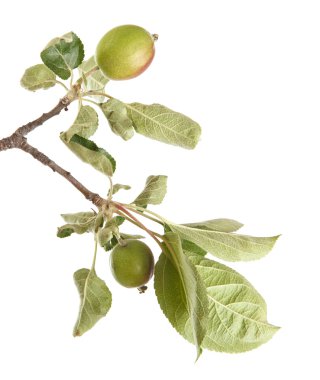 olgunlaşmamış yeşil elma ile elma ağacı dalı. izole üzerinde beyaz ba