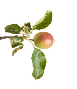 olgunlaşmamış yeşil elma ile elma ağacı dalı. izole üzerinde beyaz ba