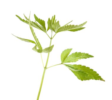 Beyaz arka plan üzerinde izole bush esrar