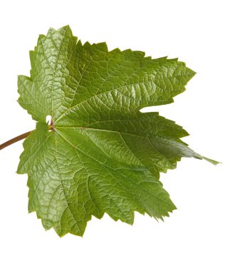 Yeşil üzüm yaprağı. Beyaz arka plan üzerinde izole